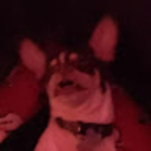 Meet your Posher, Thatmysterywolf